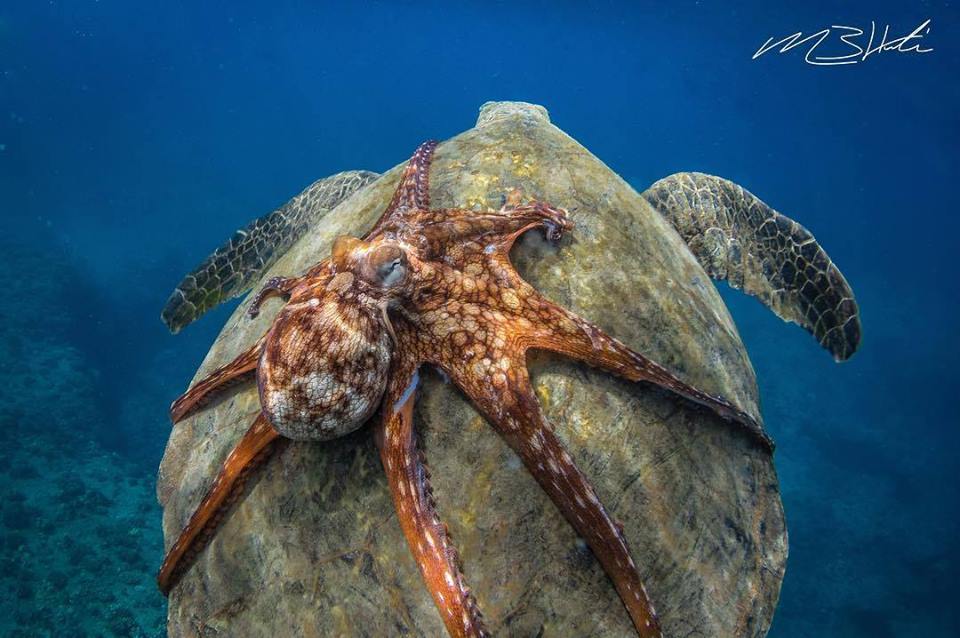 Souvenez-vous du fameux jour où la tortue est arrivée devant vous