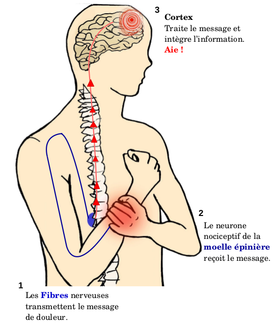 Douleur neuropathique… Un récepteur qui tape sur les nerfs