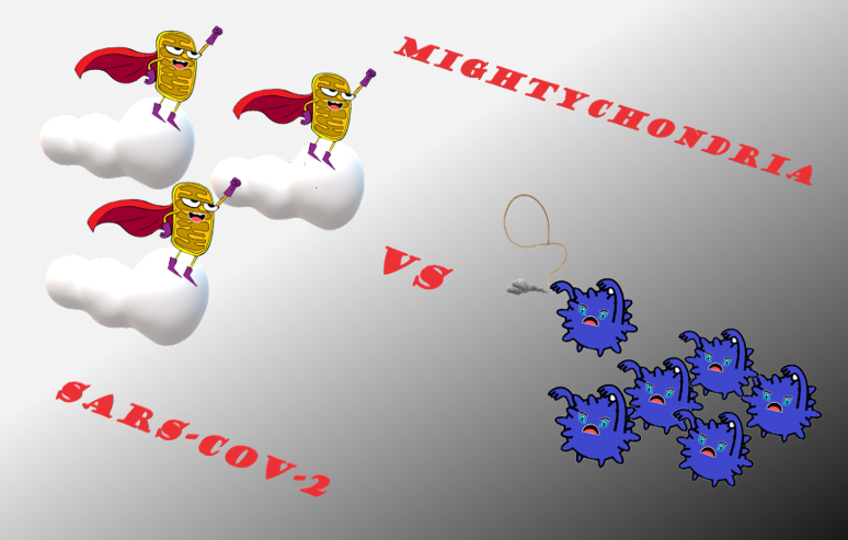Le SARS-CoV-2, ennemi juré des puissantes mitochondries