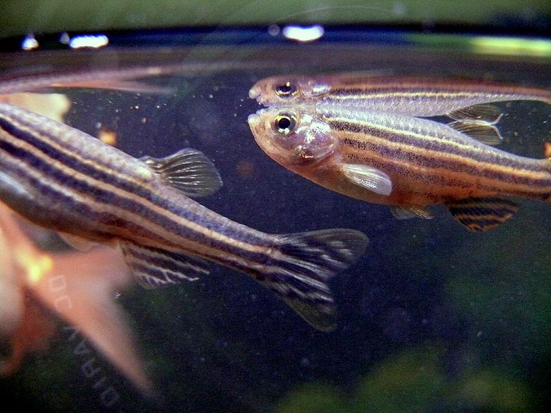 La surprenante entrée des poissons dans le challenge de l’épilepsie