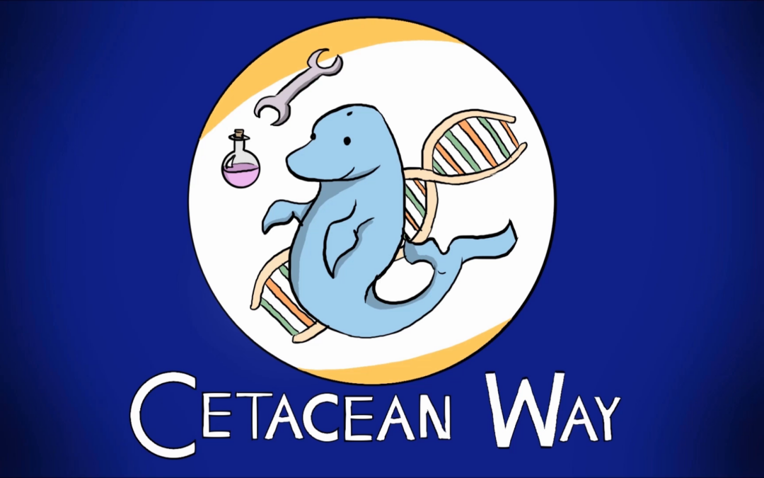 Cetacean Way – #FantasticaAnimalia