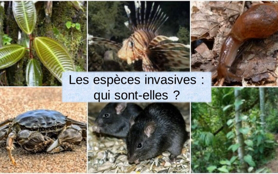 Les espèces invasives : qui sont-elles ? – #FantasticaAnimalia