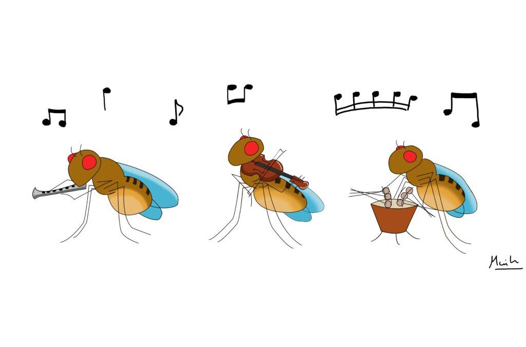 Au bon endroit, au bon moment : la symphonie du développement chez Drosophila melanogaster