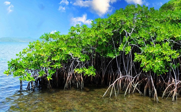 Mangroves VS Carbone : Un match de taille !