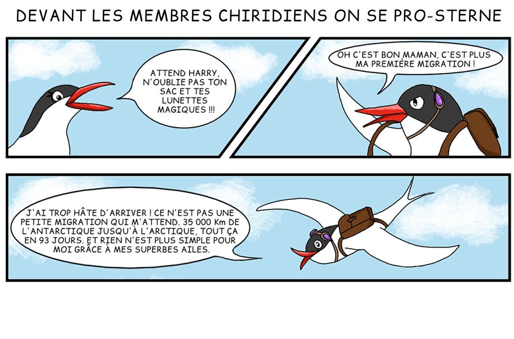 Devant les membres chiridiens, on se pro-sterne