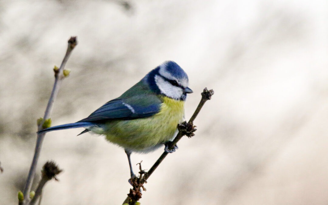 Parfum d’alerte dans la pinède : l’entente du pin et de la mésange