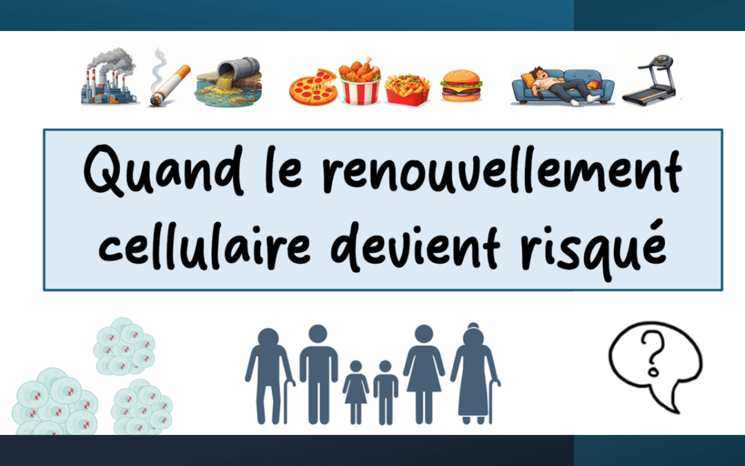 Quand le renouvellement cellulaire devient risqué