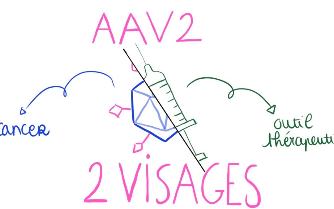 Le virus AAV2 : cancérogène ou outil médical ?